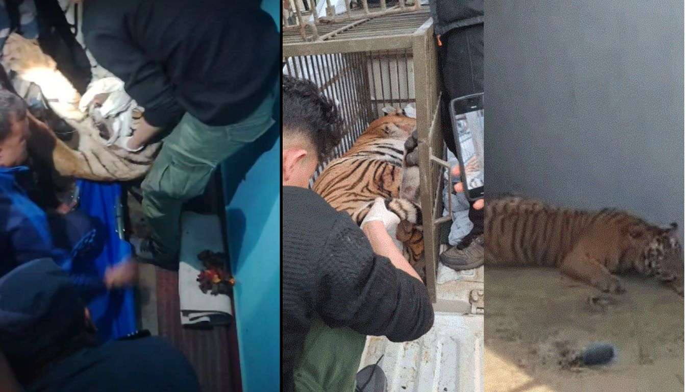 झण्डै १२ घण्टापछि ‘डार्ट’ प्रयोग गरी बाघ नियन्त्रणमा