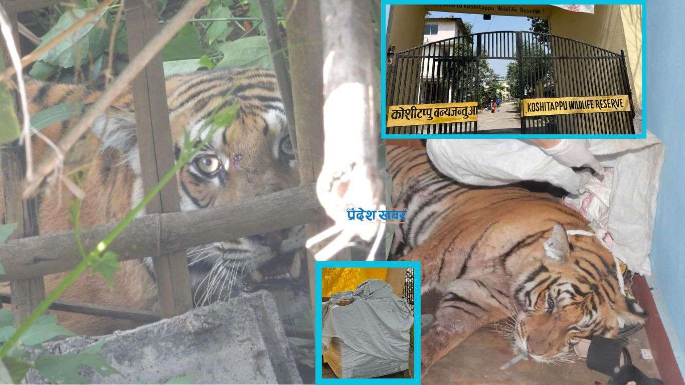 बस्तीमा पसेका वन्यजन्तुलाई कसरी गरिन्छ ‘डार्ट’ प्रयोग ?
