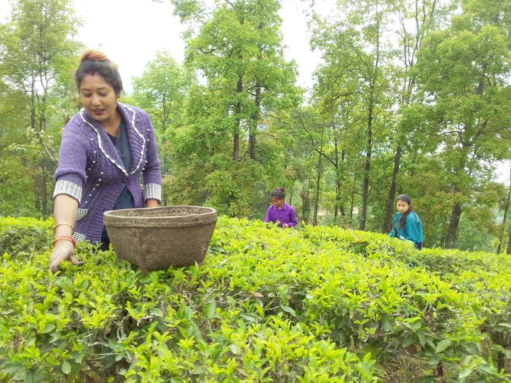 इलाममा चियाको पहिलो टिपाई सुरु