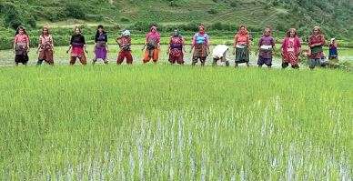 बाँकेका ग्रामीण भेगमा बाली उपचार शिविर सञ्चालन