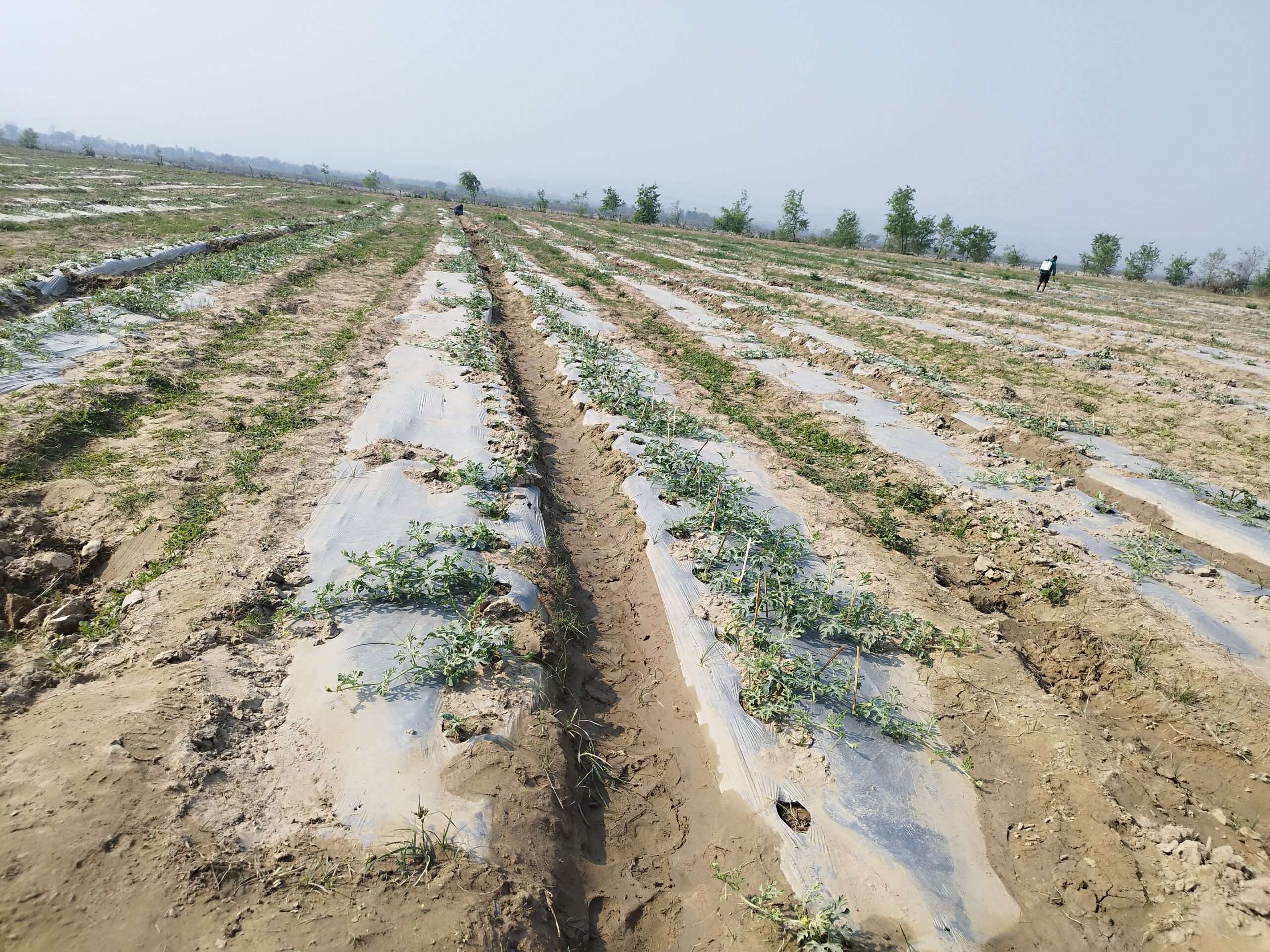 विदेशबाट फर्केर बगरमा तरभुजाखेती